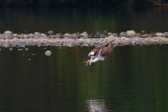 ダーウィンポーズ!!　ミサゴ