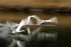 ハクチョウ　流し撮り
