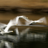 ハクチョウ　流し撮り