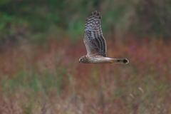 晩秋の草原を舞う ハイイロチュウヒ 晩秋の草原を舞う ハイイロチュウヒ