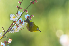 こっちの蜜は、美味いぞ!!　メジロ2