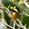 エゴノキの実に夢中　ヤマガラ