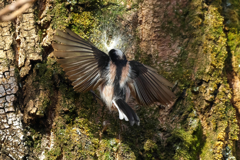 クモの巣は、巣をより強固します！　エナガ