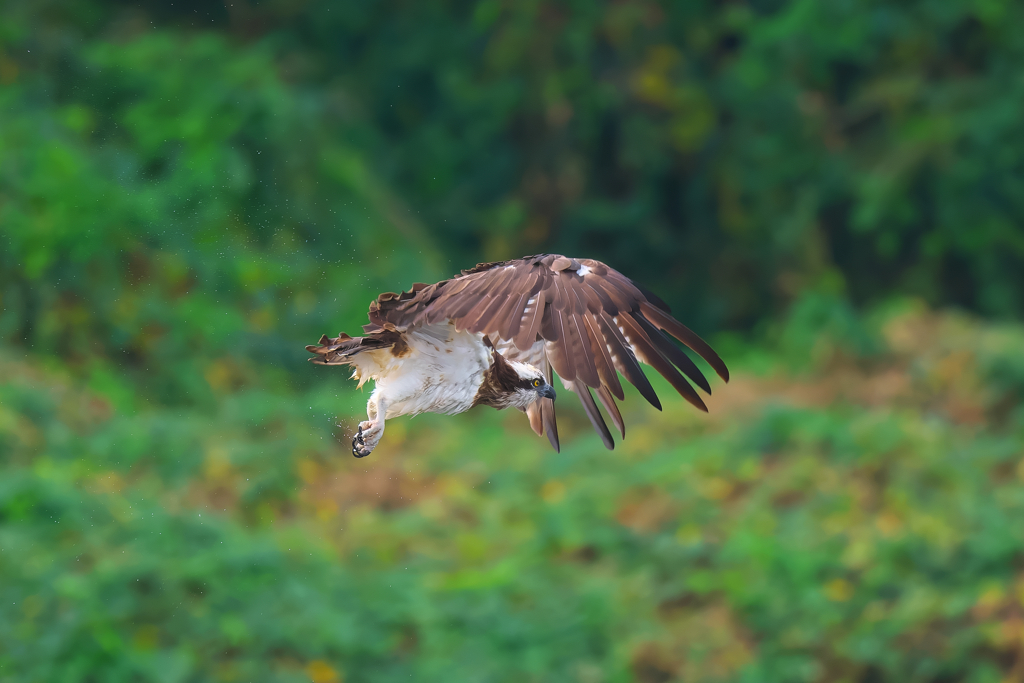 離陸から露払い！　ミサゴ