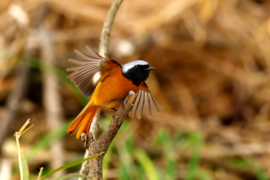 時々、撮ってくれても嘆いています(⁠╯⁠︵⁠╰⁠,⁠)　ジョビ君