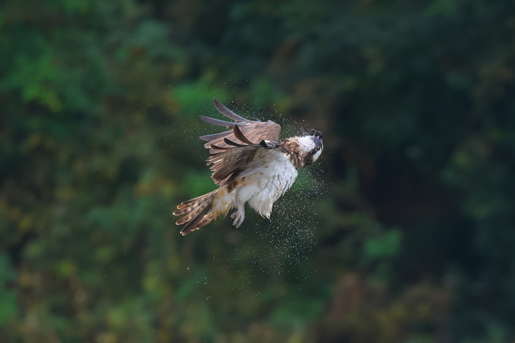 離陸から露払い！　ミサゴ