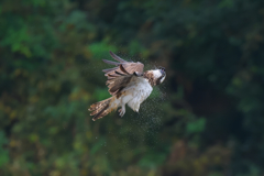 離陸から露払い！　ミサゴ