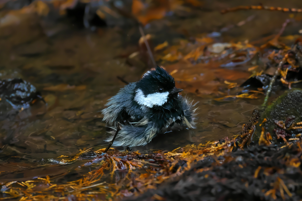 風呂はいいようなぁ～♨　ヒガラ