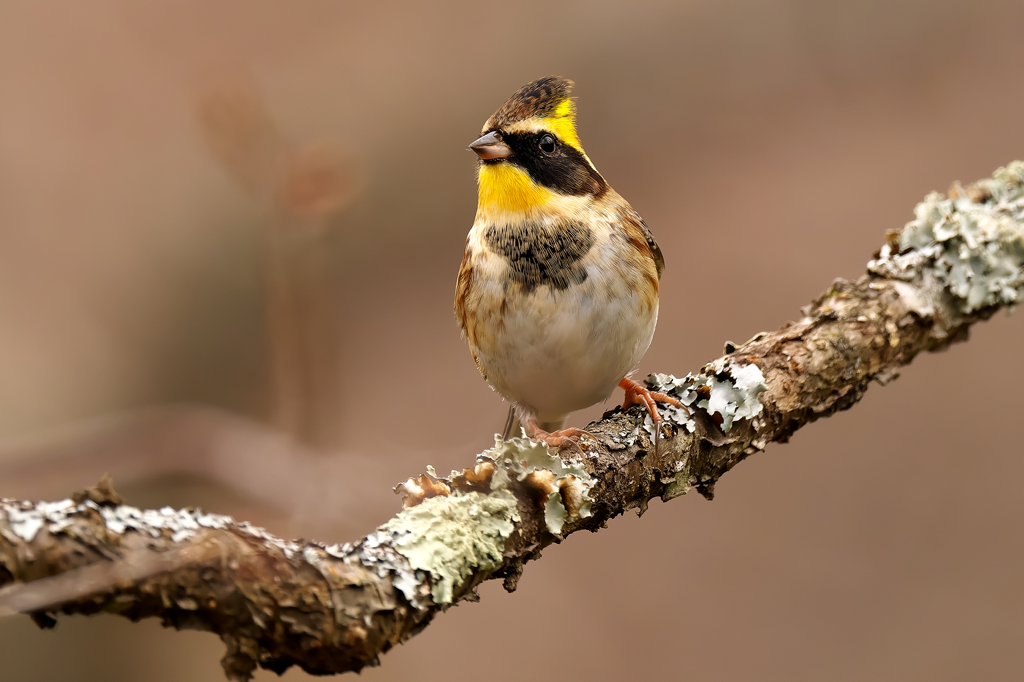 出会いに感謝　ミヤマホオジロ　♂