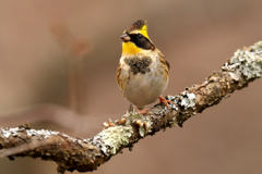 出会いに感謝　ミヤマホオジロ　♂