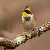 出会いに感謝　ミヤマホオジロ　♂