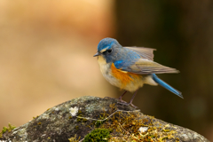 ご無沙汰です！ルリビタキ