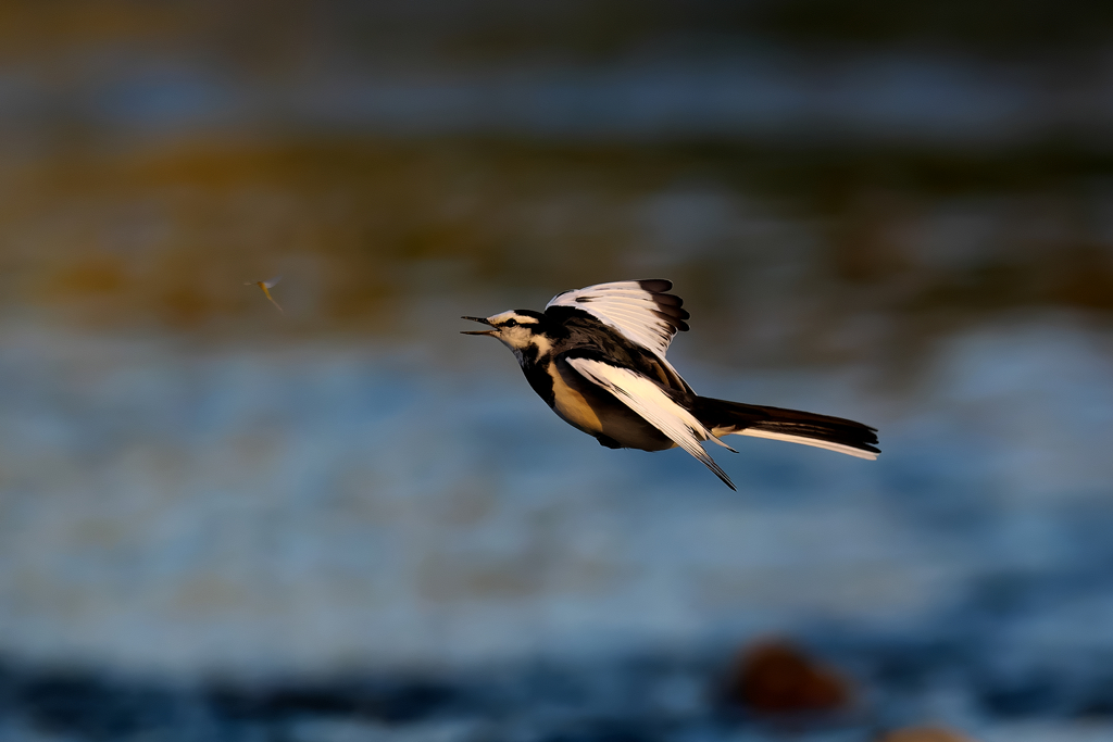 フライキャッチ　ハクセキレイ