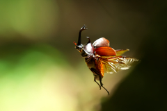今では人気ないのかなぁ～　カブトムシ