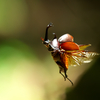 今では人気ないのかなぁ～　カブトムシ