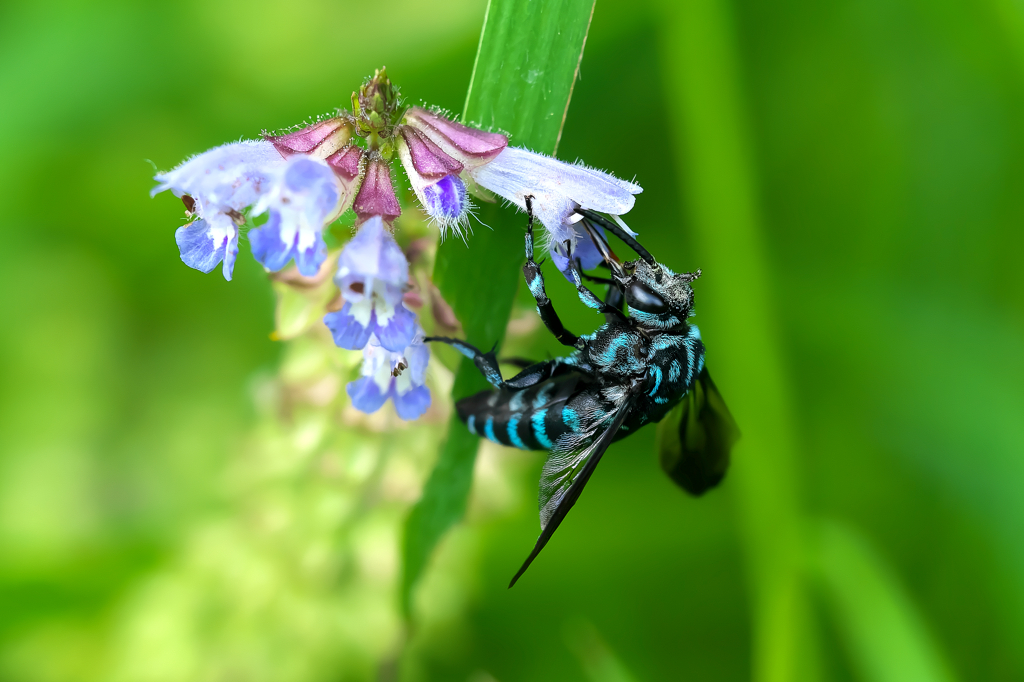 「幸せを呼ぶ青い蜂」ブルービー