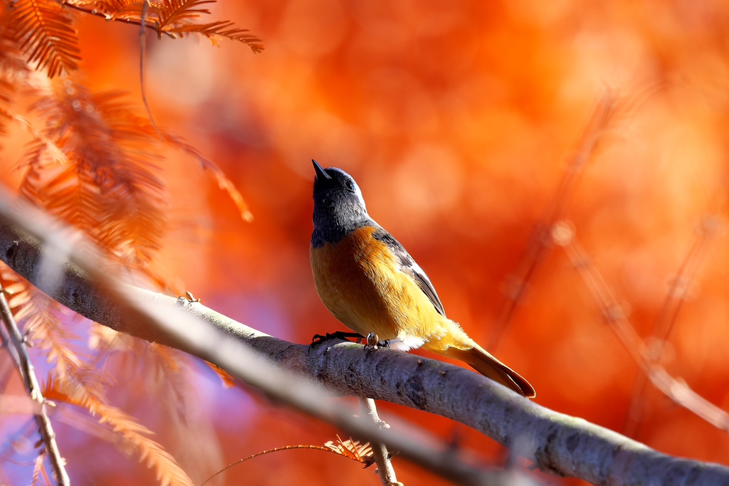 紅葉とジョビ君