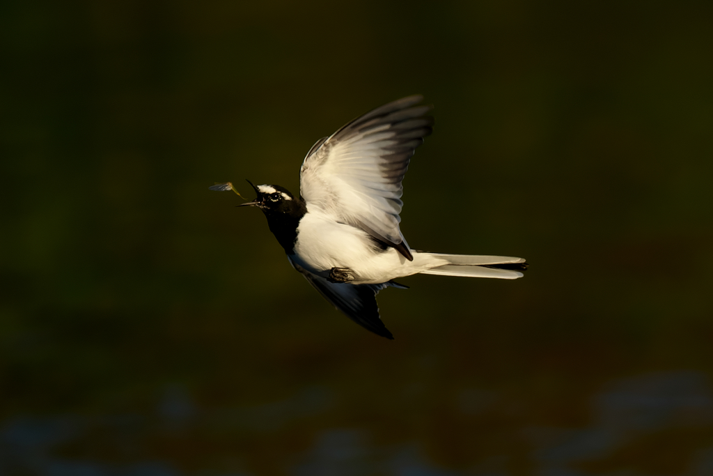 フライキャッチ　セグロセキレイ