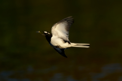 フライキャッチ　セグロセキレイ