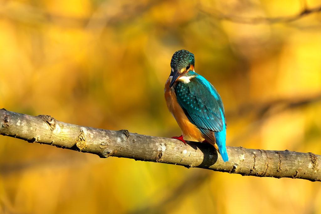 秋色に染めて　カワセミ