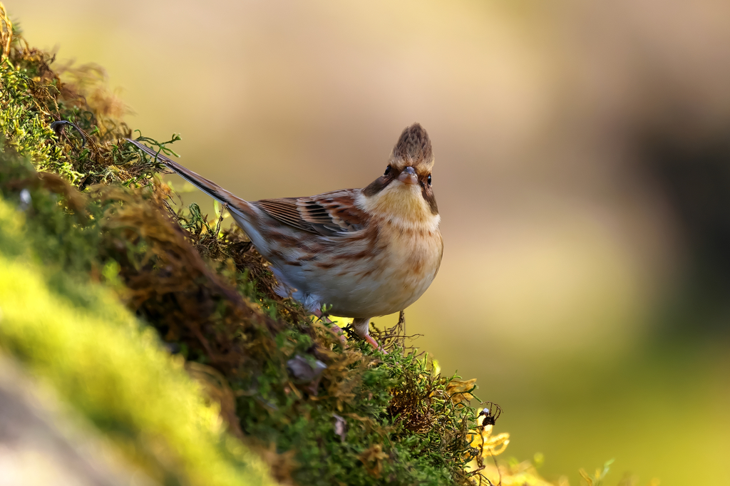 野鳥のどや顔?!　ミヤマホオジロ