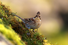 野鳥のどや顔?!　ミヤマホオジロ