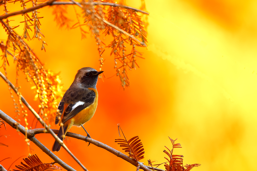 紅葉とジョビ君