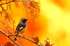 紅葉とジョビ君