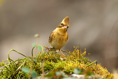 トンガリ帽が可愛い！ミヤマホオジロ