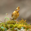 トンガリ帽が可愛い！ミヤマホオジロ