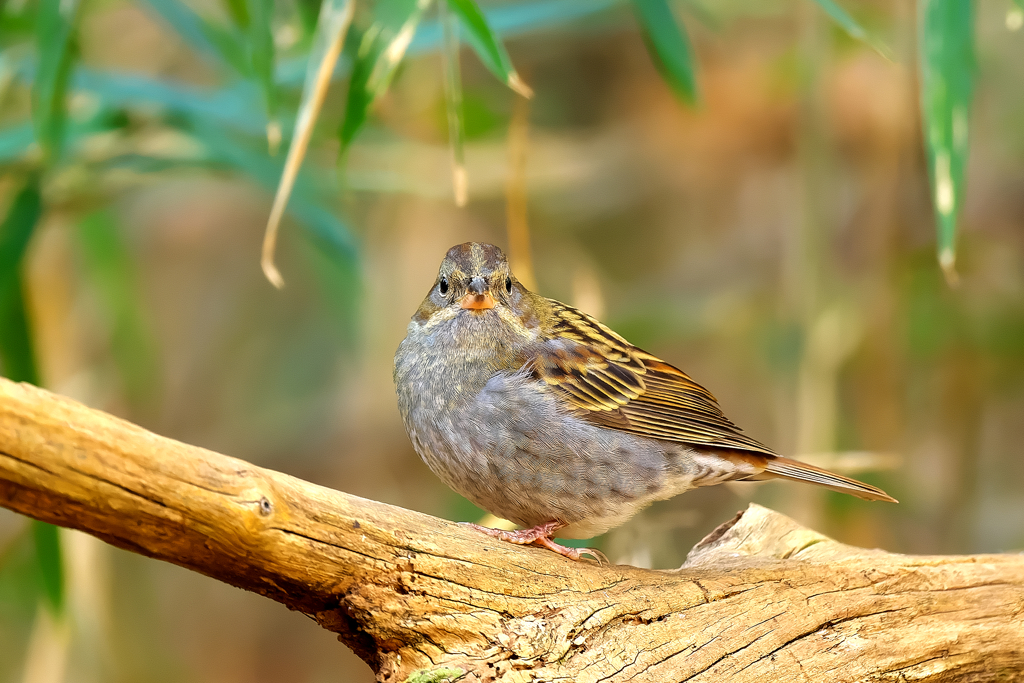 何処かで見たことがある・・・クロジ若？