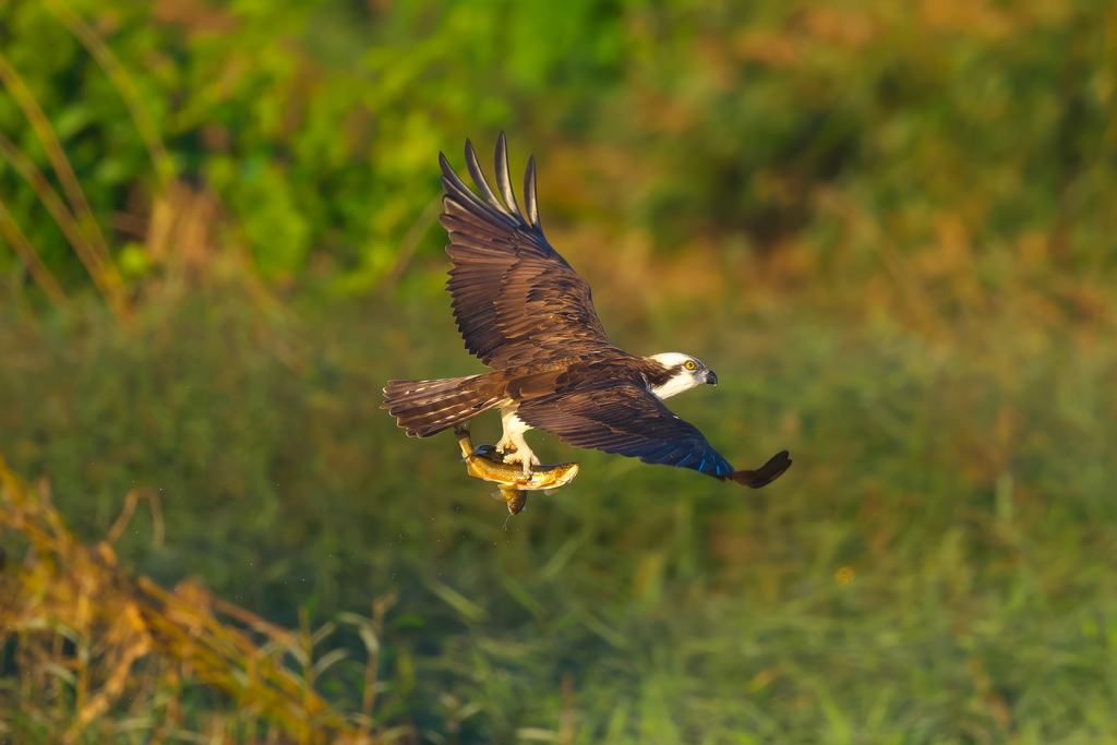 早朝の狩り風景　ミサゴ