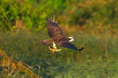 早朝の狩り風景　ミサゴ