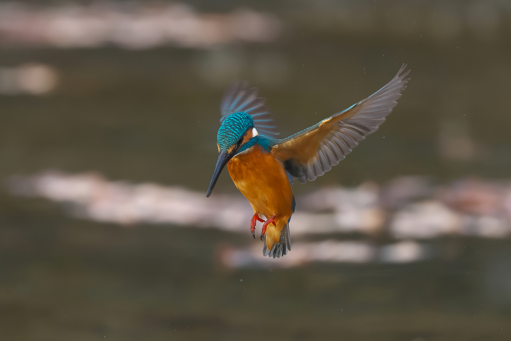 獲物を探す　カワセミ