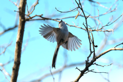 エナガ　飛び出し