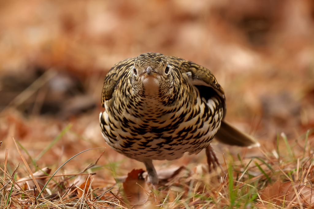 忽然と現る！トラツグミ