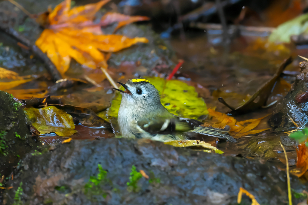 紅葉風呂は、いいよなぁ～♨　キクイタダキ