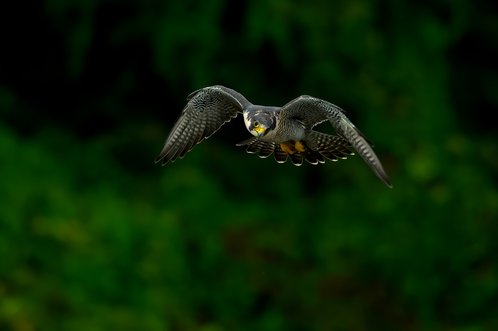 狩り風景　ハヤブサ3