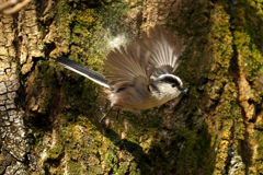クモの巣は、巣をより強固します！　エナガ