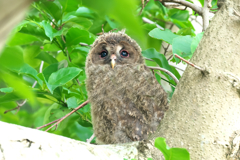 巣立ち　フクロウ　1