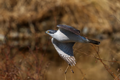 低空飛行で獲物を探す？　オオタカ