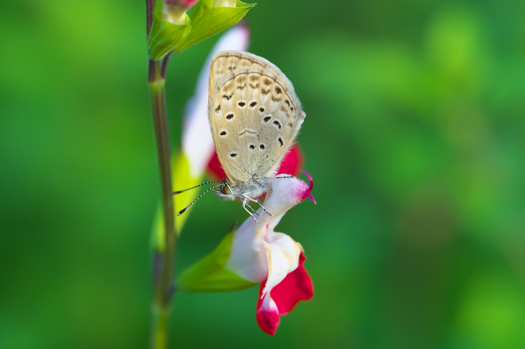 どこにでもいる蝶　ヤマトシジミ