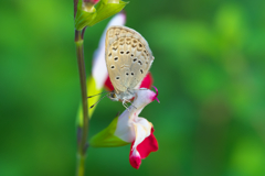 どこにでもいる蝶　ヤマトシジミ