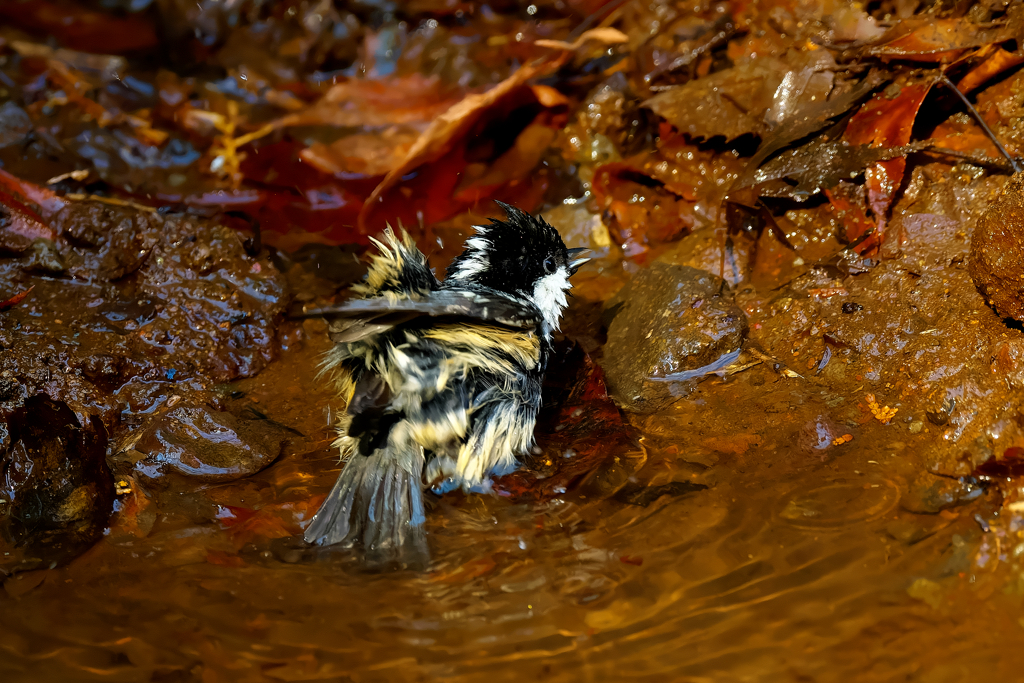 「あぁ～」と言ってる?!♨　ヒガラ