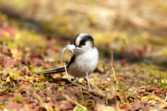 巣材集めも大変です!?　エナガ