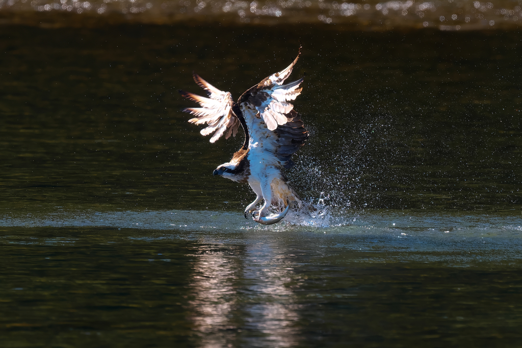 ダイブから離水　ミサゴ