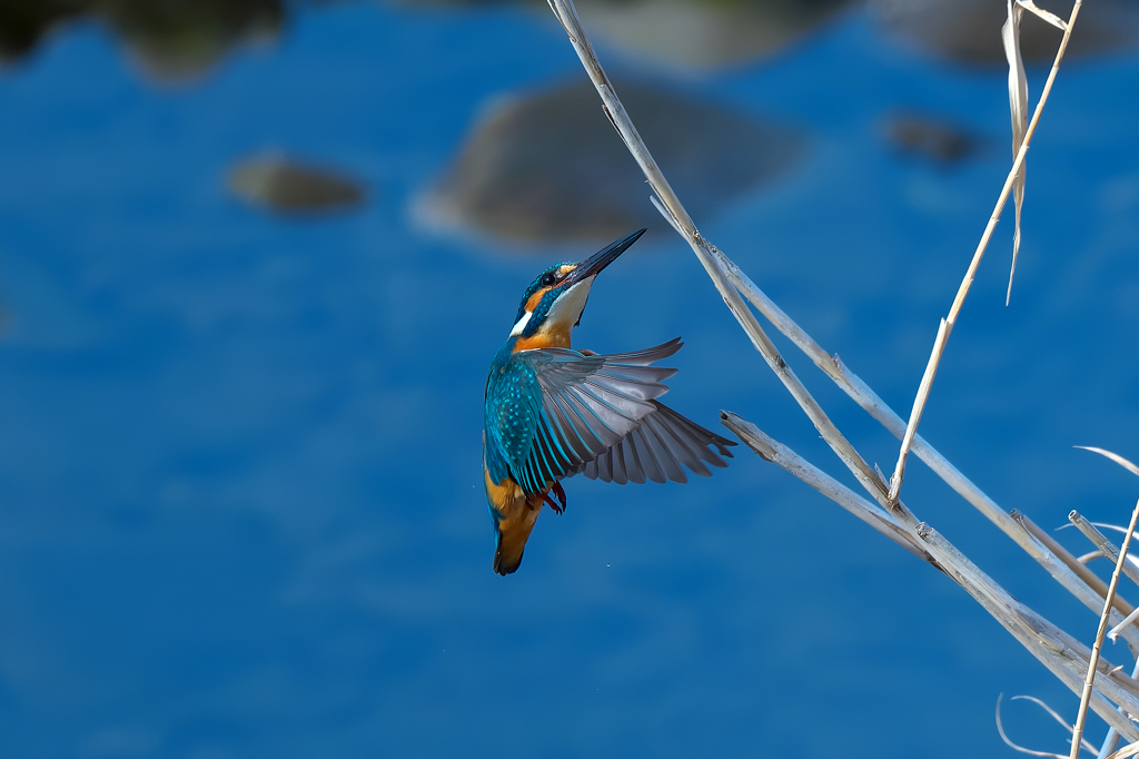 カワセミ　帰還