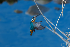 カワセミ　帰還