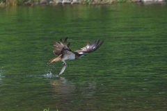 ミサゴ　狩り風景 離陸