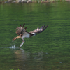 ミサゴ　狩り風景 離陸